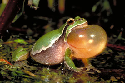 Frosch