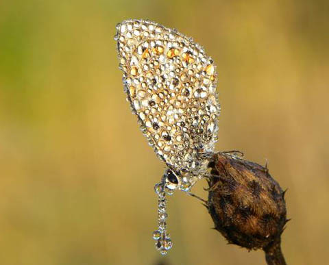 Schmetterling